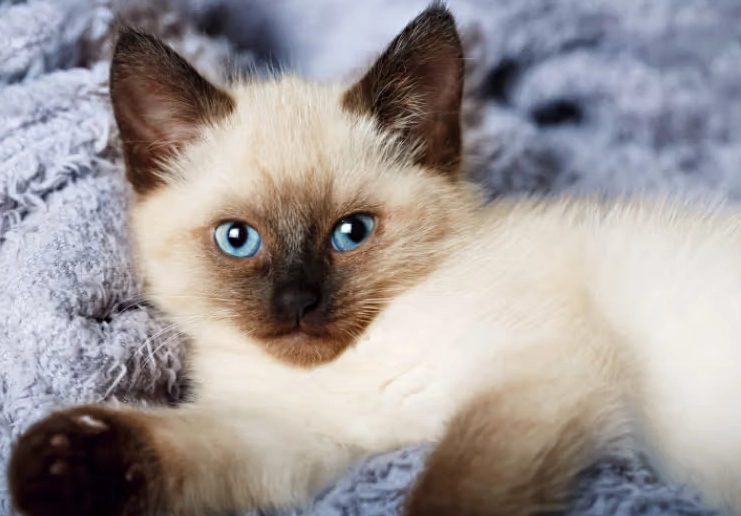 are Balinese cats good with children are Balinese cats good with children