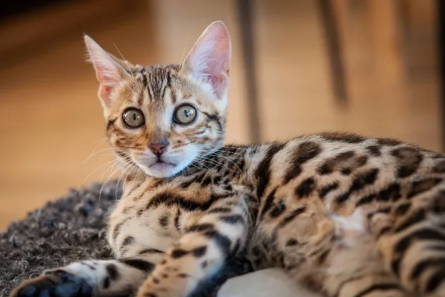 Singapore cat breed Singapore cat breed