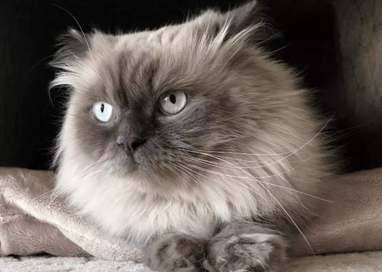 Himalayan cat personality