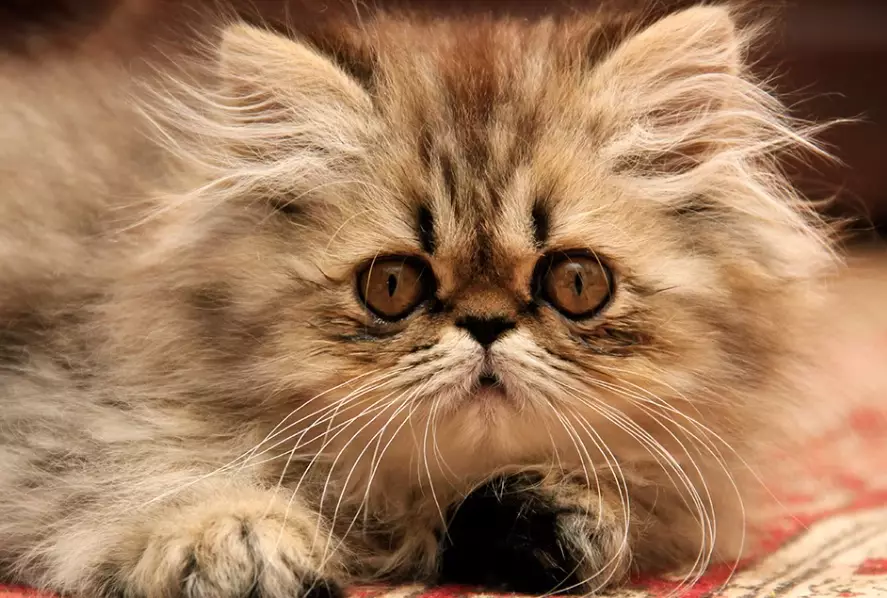 Persian cat high maintenance Persian cat high maintenance