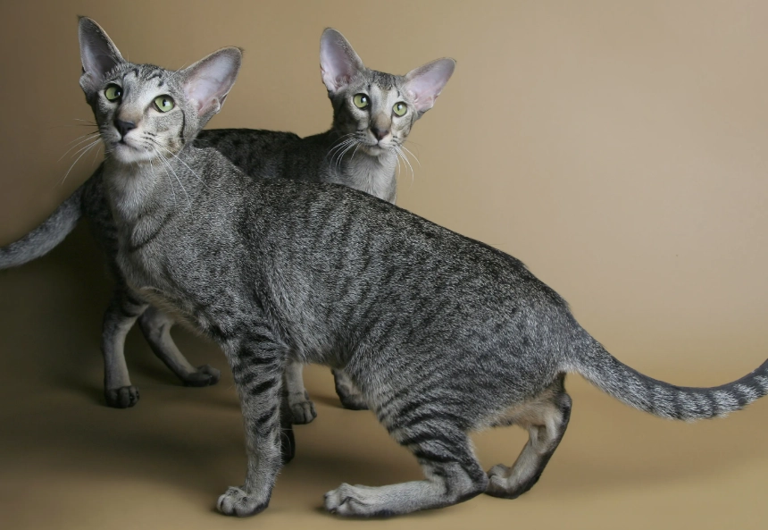 Oriental cat personality