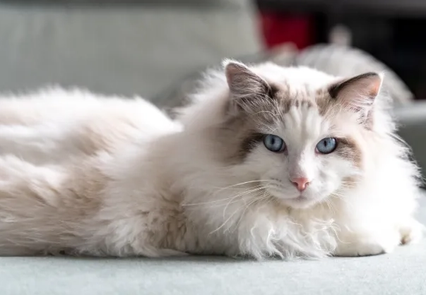 Singapore cat breed Singapore cat breed