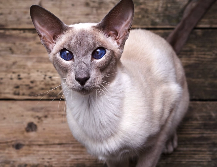 Oriental cat personality