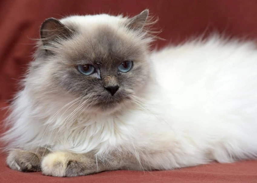 Himalayan cat personality