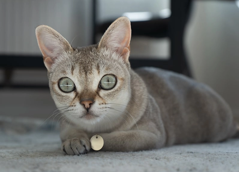 most common cat Singapore most common cat Singapore