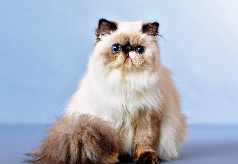 Persian cat health problems Persian cat health problems