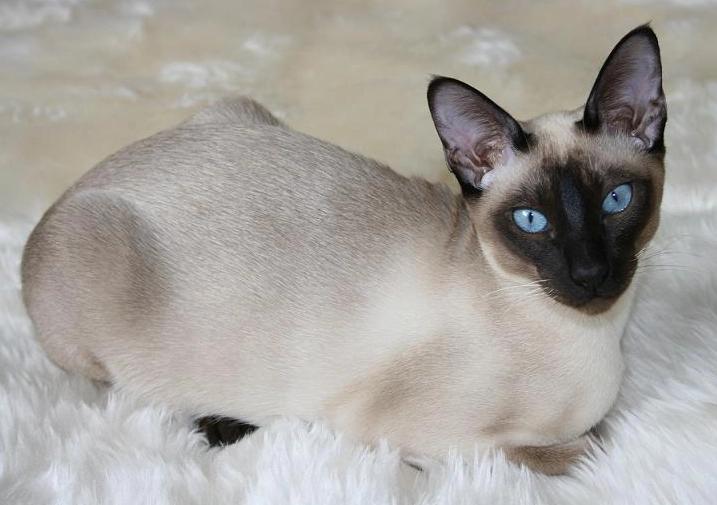 Tonkinese cat behavior