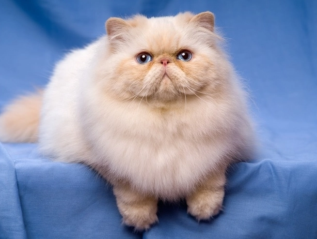 Persian cat grooming Persian cat grooming