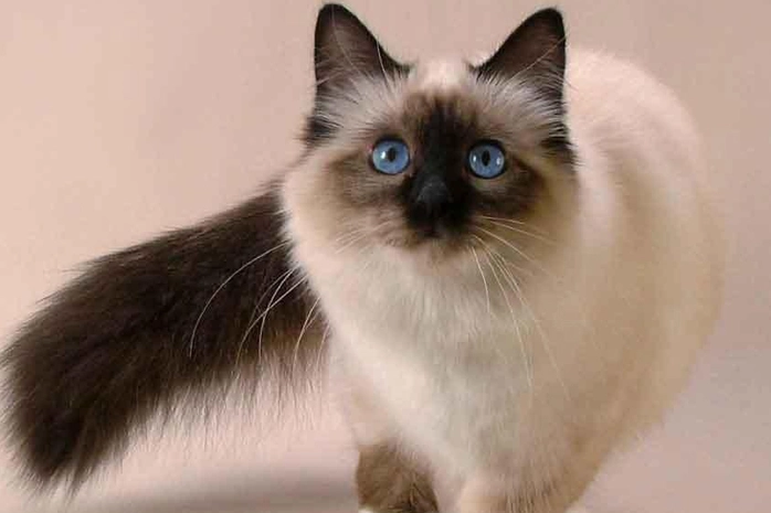 Balinese cat breed Balinese cat breed