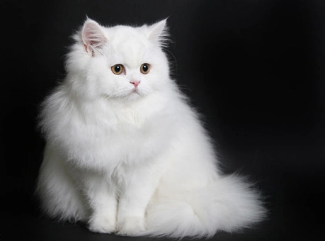 Persian cat care Persian cat care