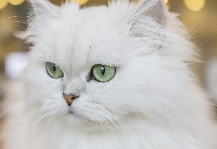 Persian cat care Persian cat care