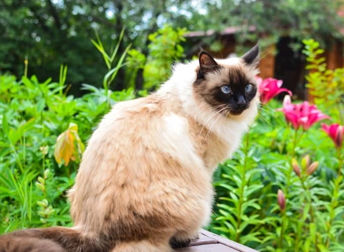 are Balinese cats good with children are Balinese cats good with children