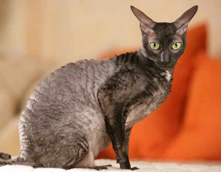 Cornish Rex personality