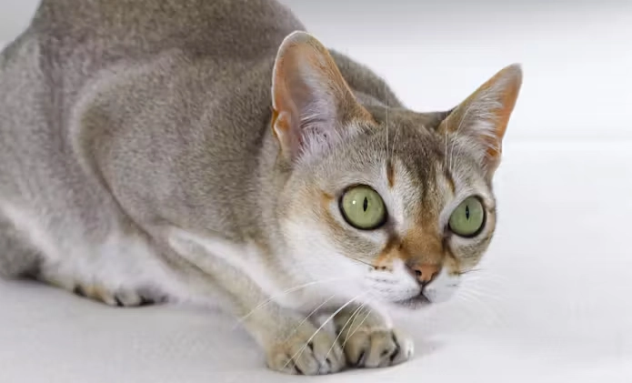 most common cat Singapore most common cat Singapore