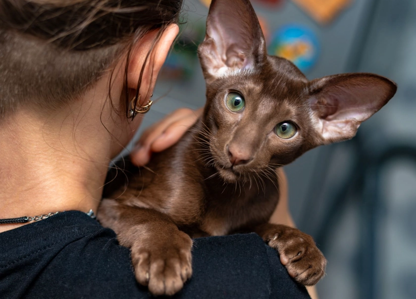 Oriental Shorthair cat