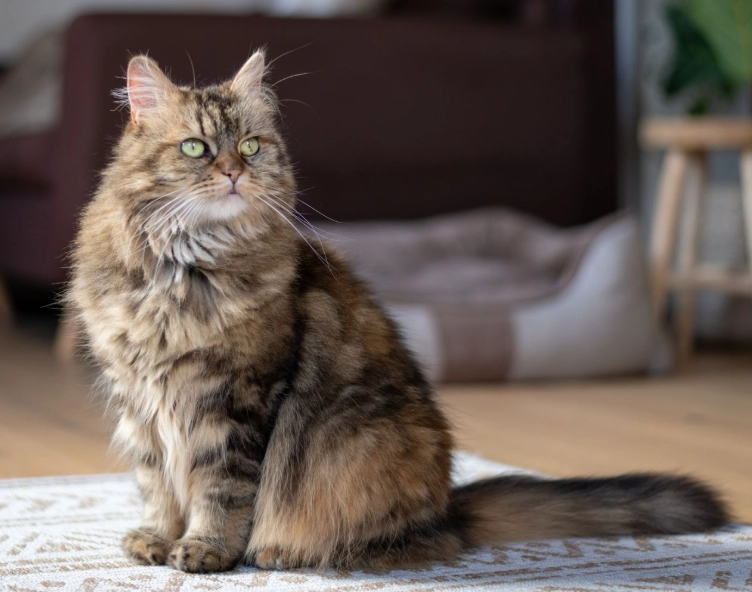 community cats Singapore community cats Singapore