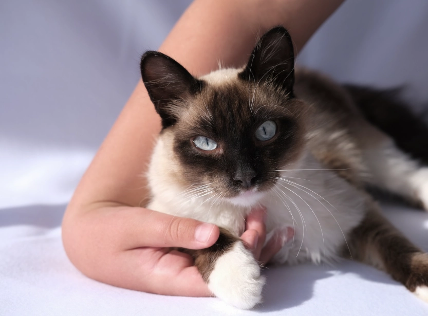 Balinese cat temperament Balinese cat temperament