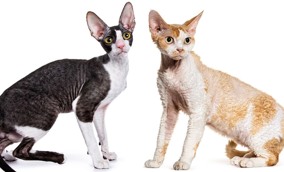 Cornish Rex care