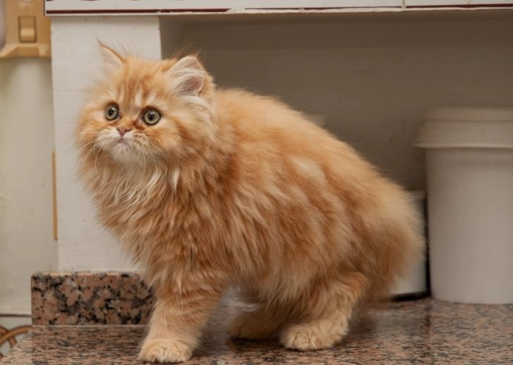 Persian cat health problems Persian cat health problems