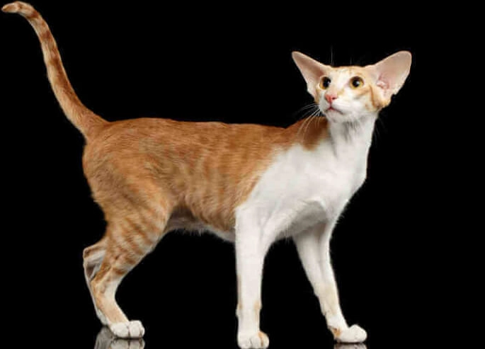 Oriental cat personality