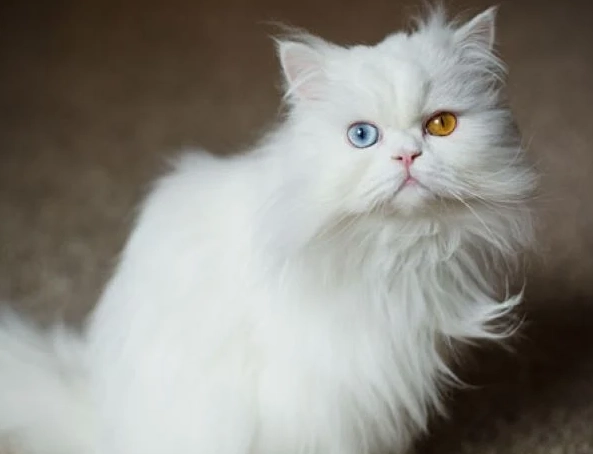 Persian cat grooming Persian cat grooming