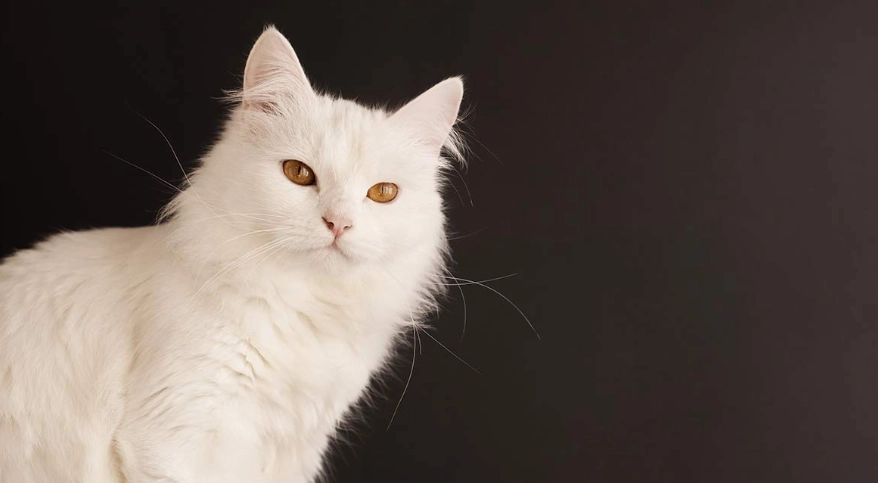 Turkish Angora cat cost