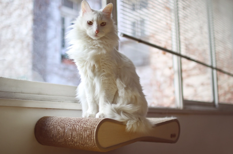 identify Turkish Angora