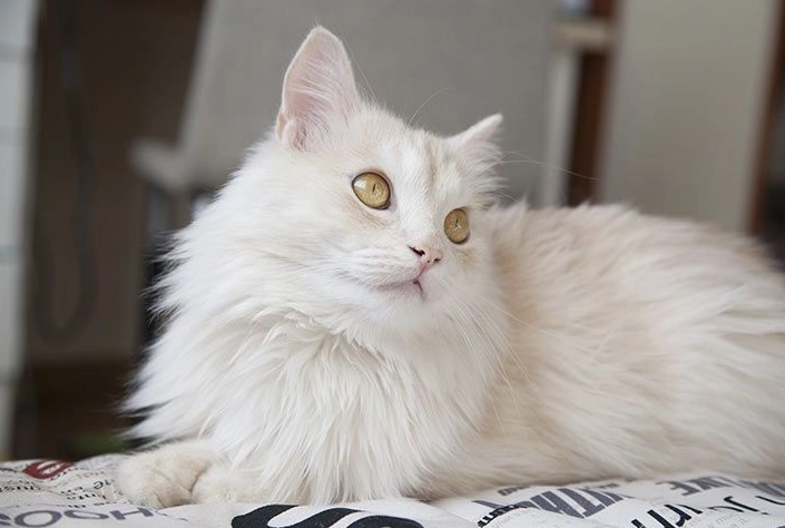 Turkish Angora growth chart