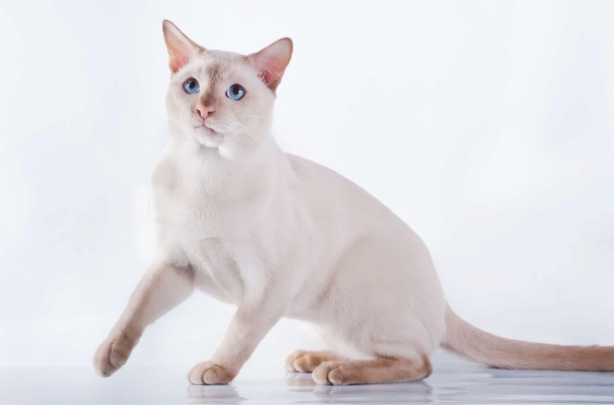 Tonkinese cat breeder Tonkinese cat breeder