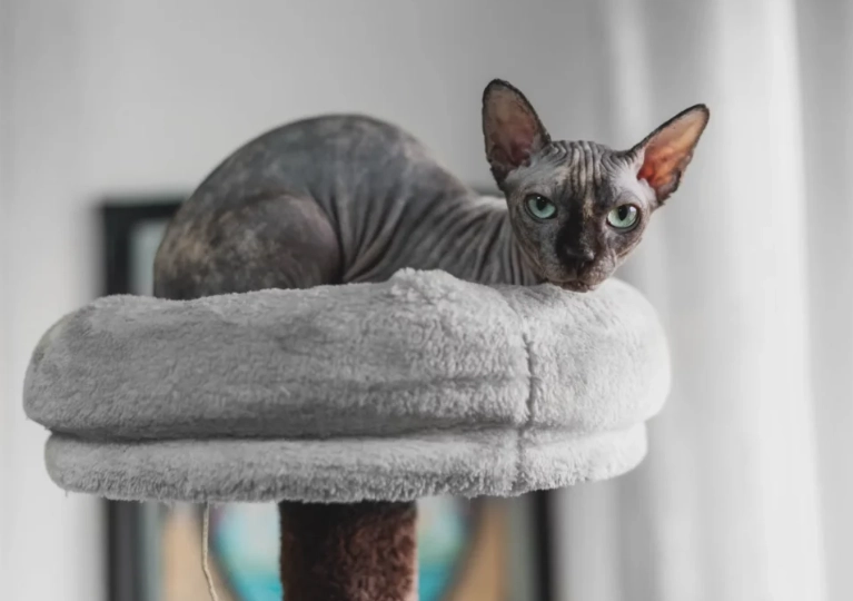 hairless cat breeds