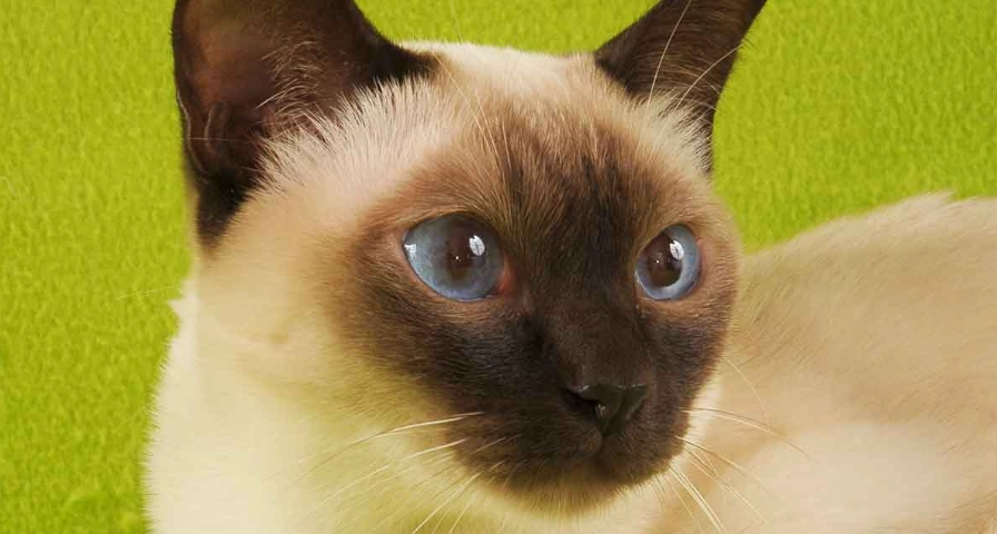 orange tonkinese cat