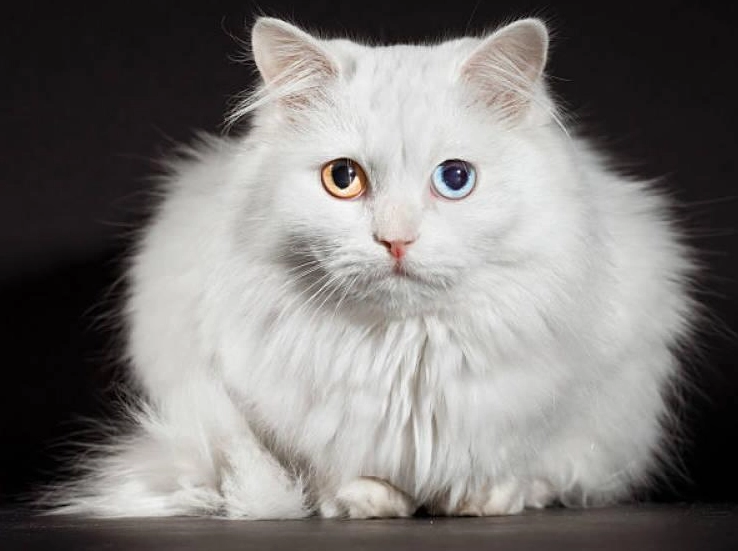 Turkish Angora behavior