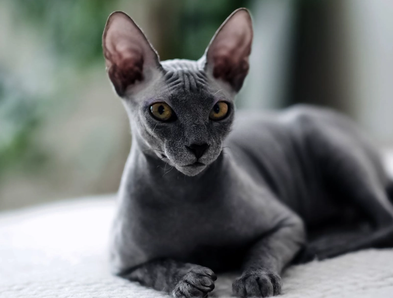 Sphynx cat care