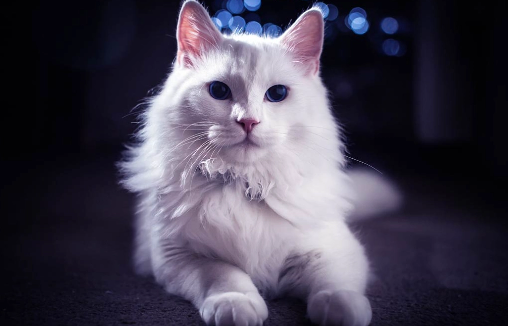 Turkish Angora temperament