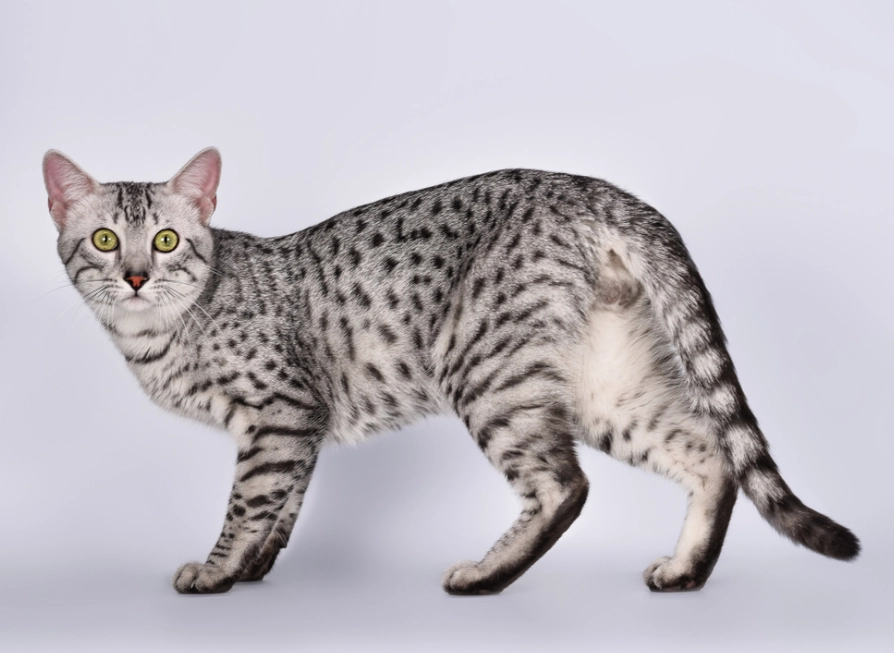 Egyptian Cat White: The Complete Guide to This Rare and Regal Coat Color