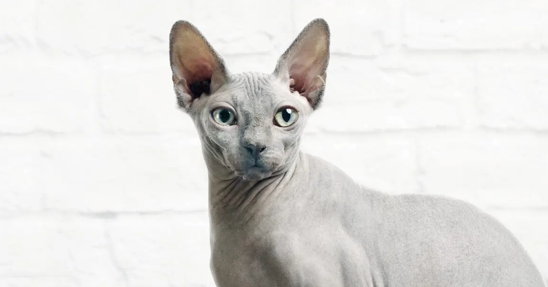 hairless cat breeds hairless cat breeds