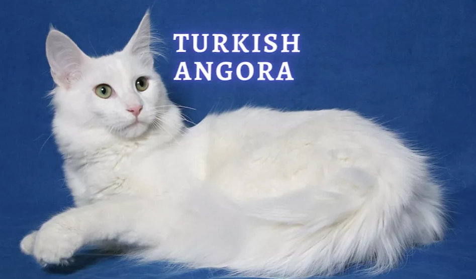 Turkish Angora behavior