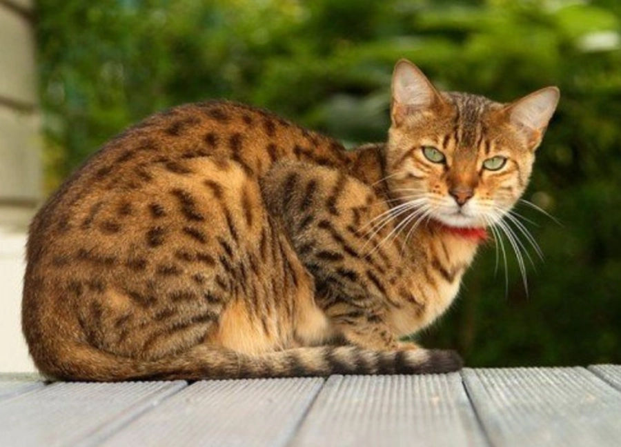 Egyptian cat colors Egyptian cat colors