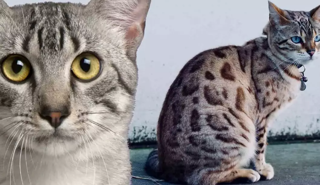 white Egyptian cat white Egyptian cat