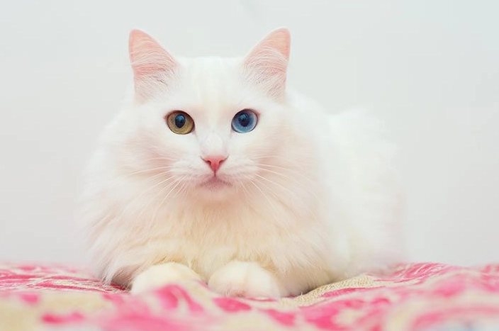 Turkish Angora weight