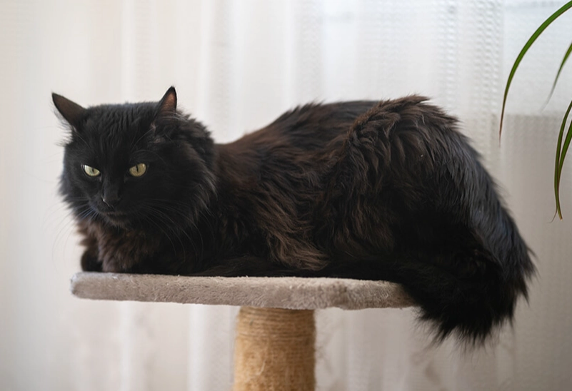 black Turkish Angora cat