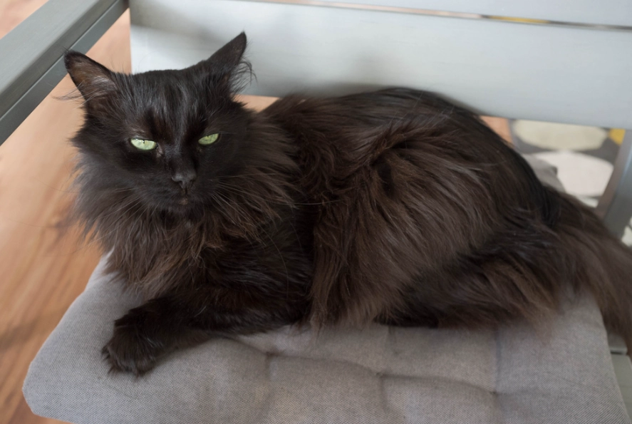 Turkish Angora black coat