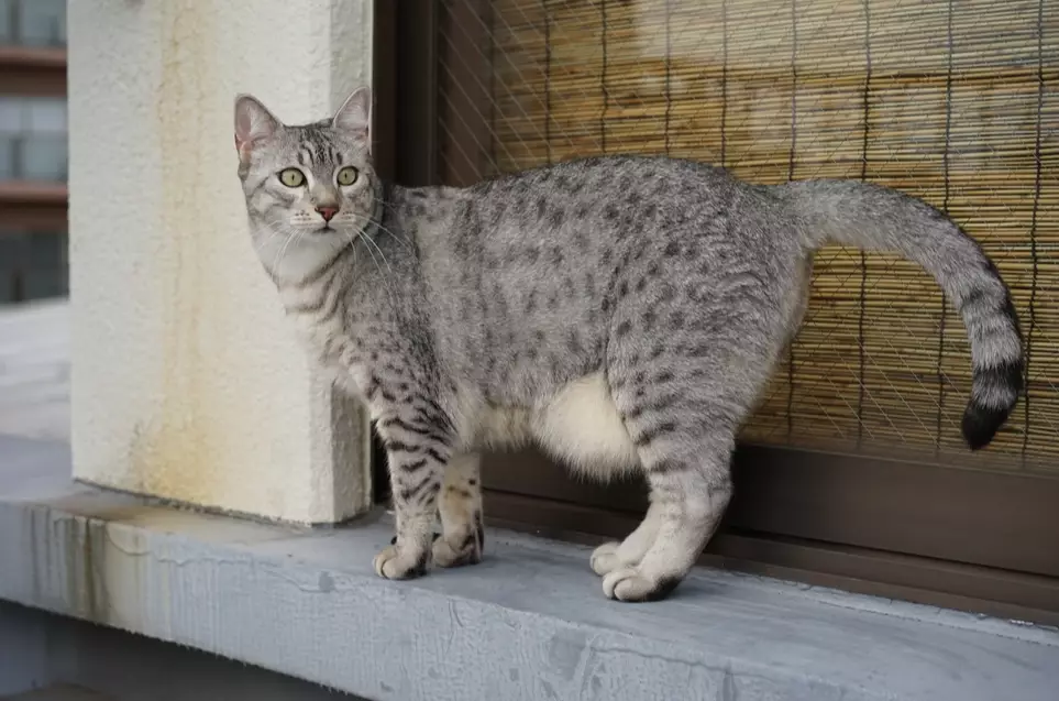 Egyptian Mau white Egyptian Mau white