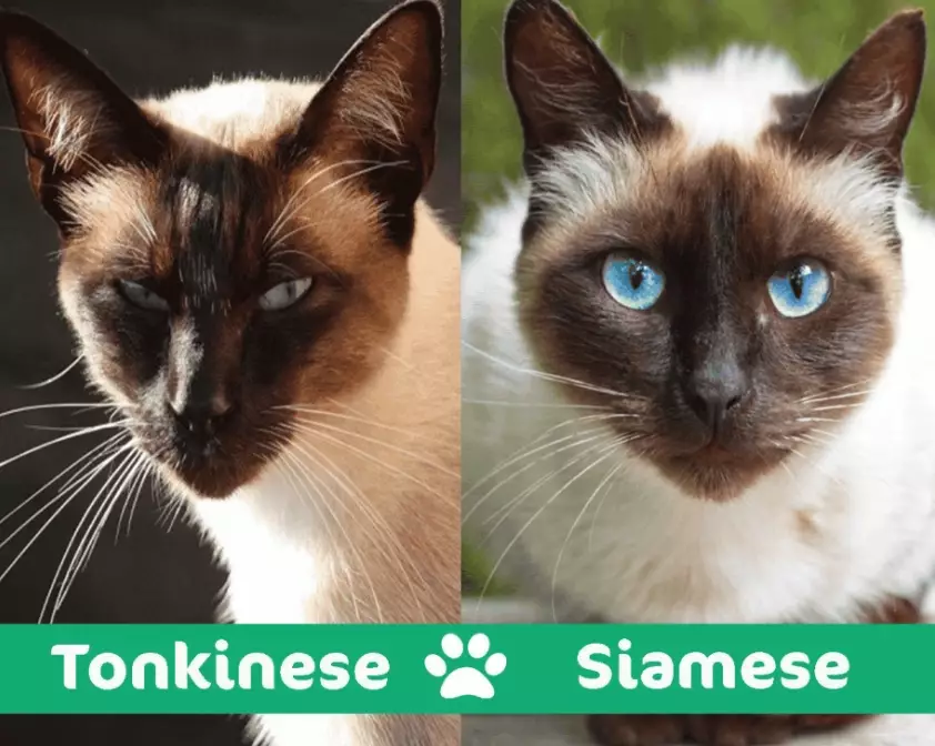 Tonkinese cat temperament