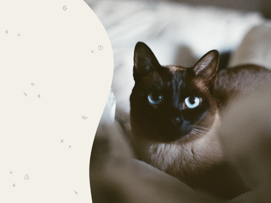 Tonkinese cat colors Tonkinese cat colors