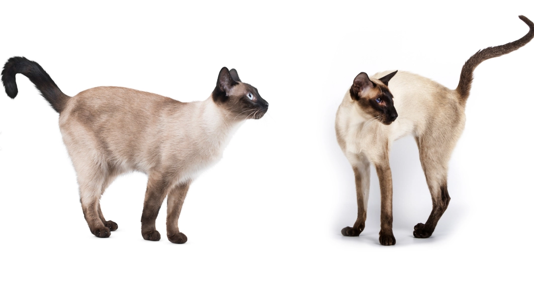 Tonkinese cat temperament