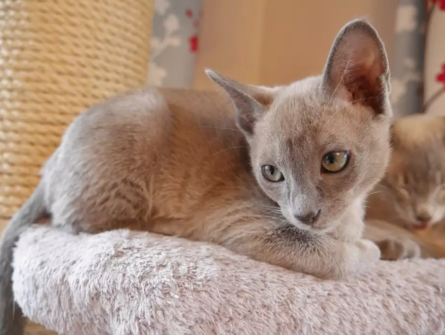 Tonkinese Cat orange