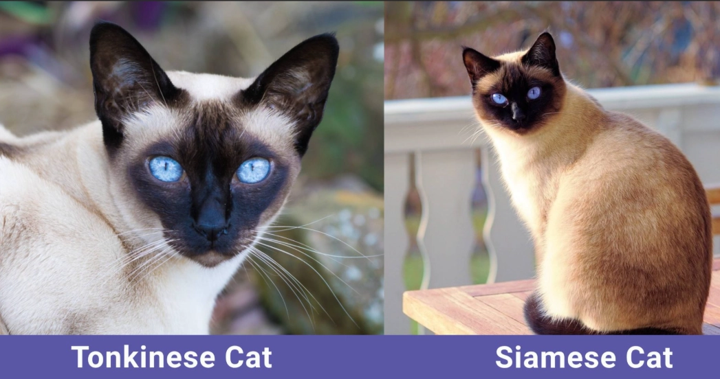 What is the difference between a Siamese cat and a Tonkinese cat?