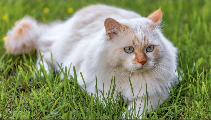 Turkish Angora cat price
