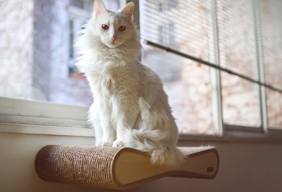 Turkish Angora weight